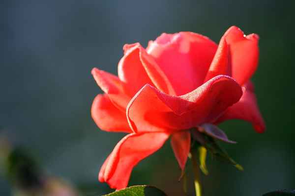 Eine rote Rose