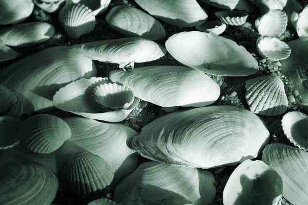Muscheln