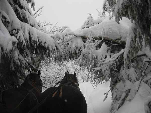 Tannen voller Schnee