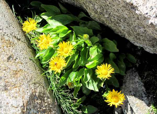 Lichtblick im tristen Fels