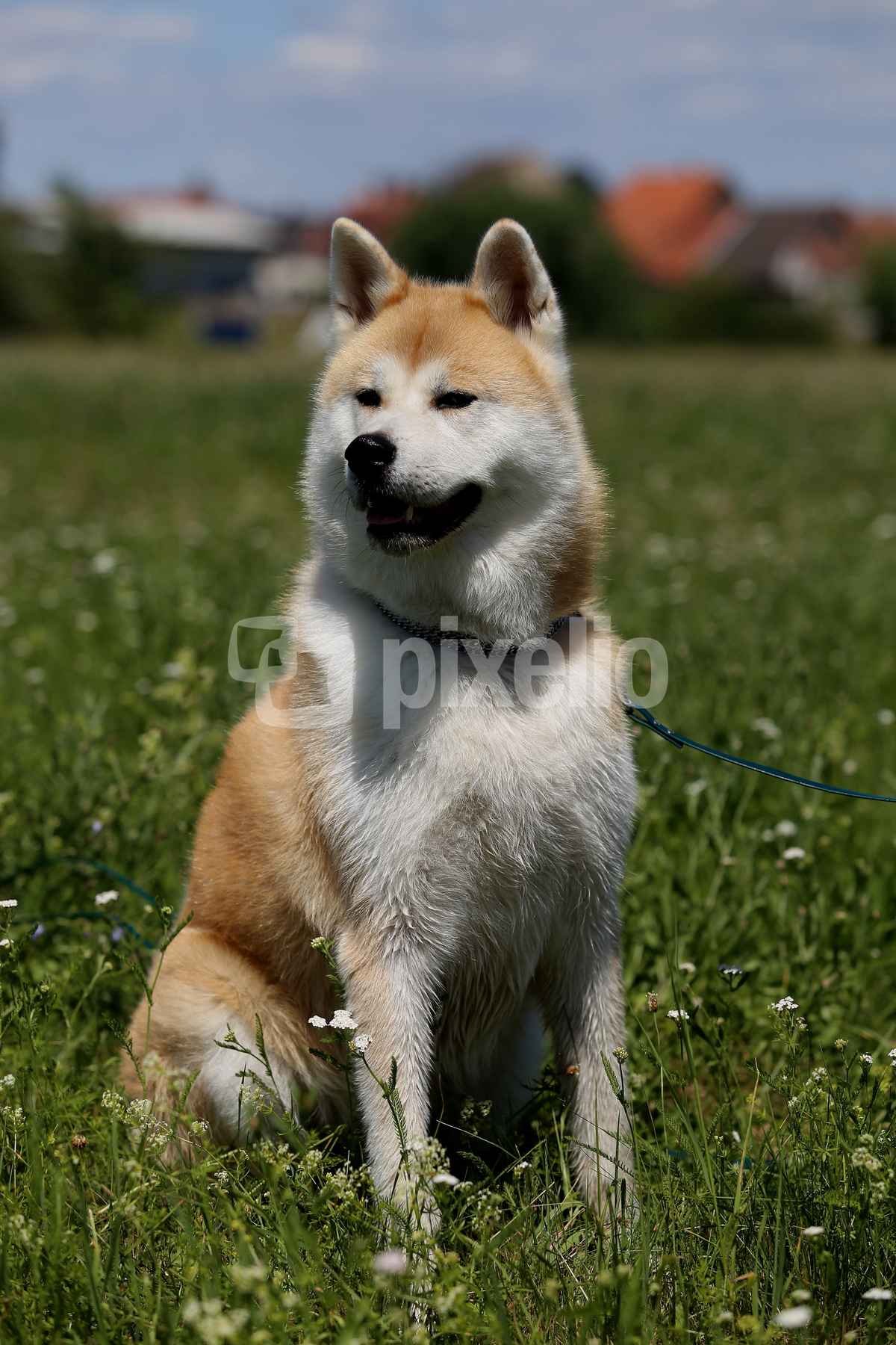 Akita-Inu