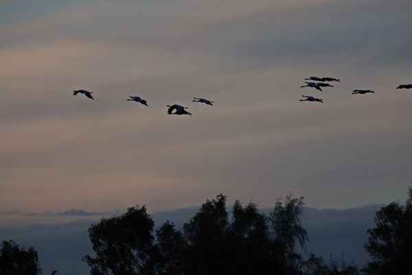 einflug am abend