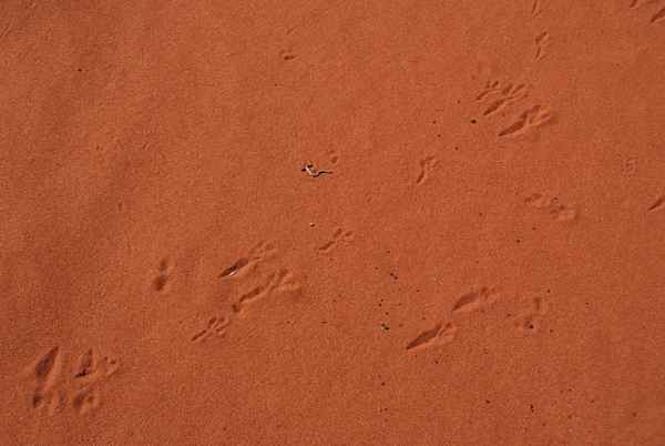 Spuren im Sand