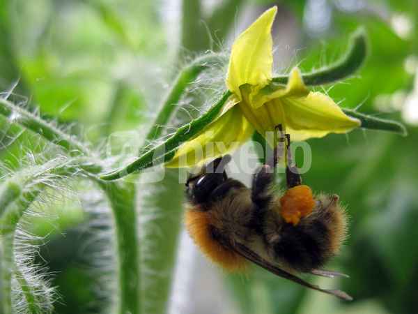 Hummel bestäubt Tomatenblüte
