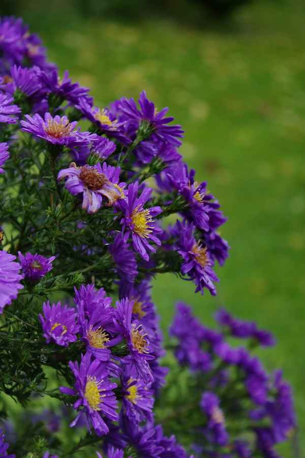 Herbstastern