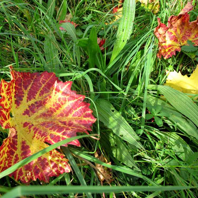 EIN Blatt macht noch keinen Herbst