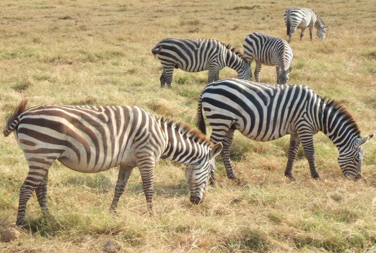 Zebras im Amboseli-Nationalpark
