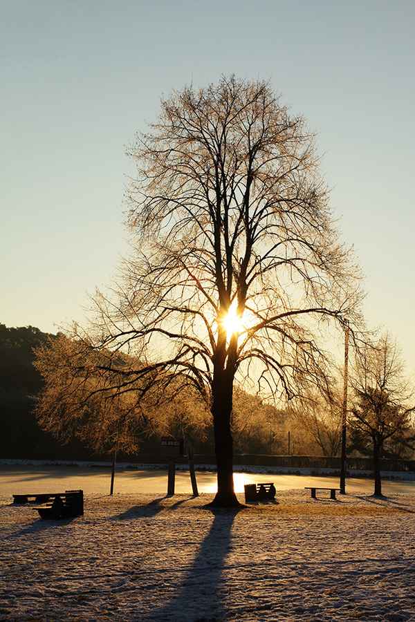 Linde gegen Morgensonne