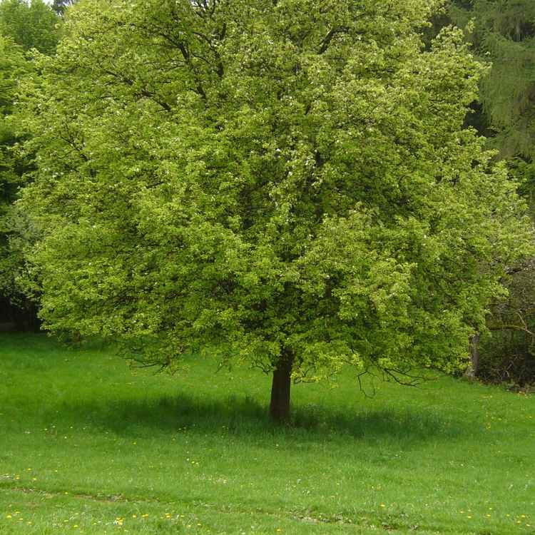 Alter Birnbaum