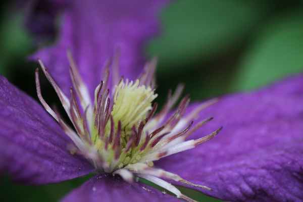Clematis mit Lausbefall