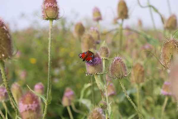 Wilde Karde mit Tagpfauenauge