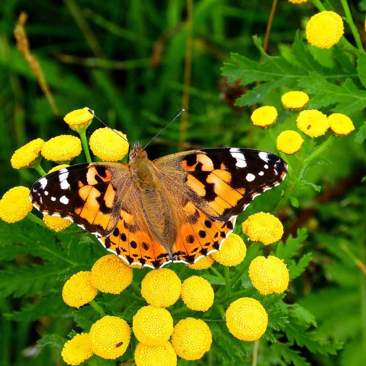 Schmetterling auf Rainfarn