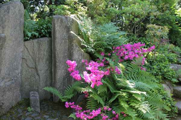 Azalee im Licht und Schattenspiel