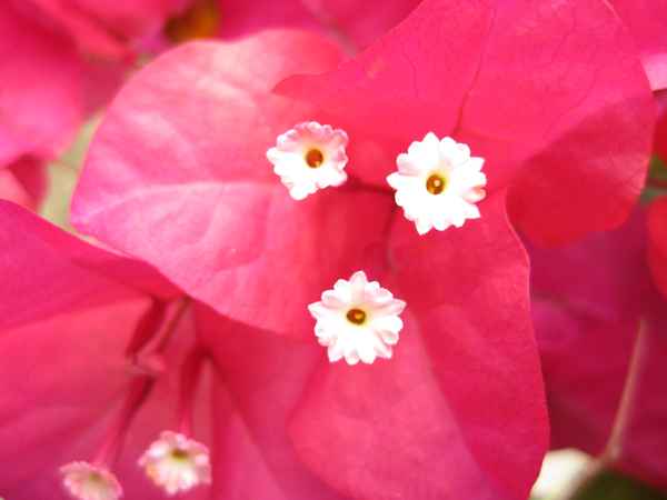 Bougainville