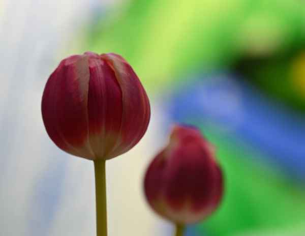 Tulpen vor Buntglasfenster