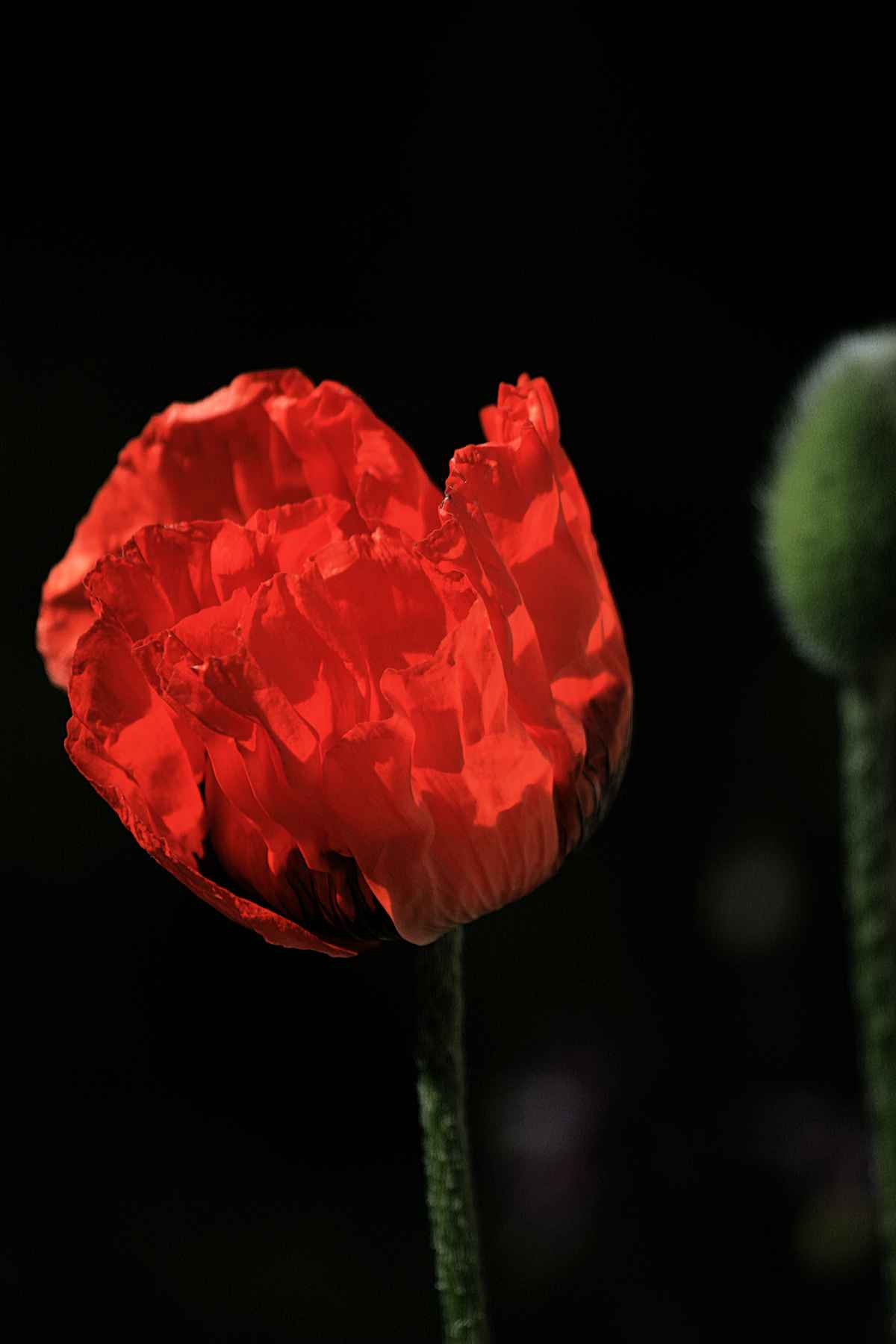 Mohnblume_03
