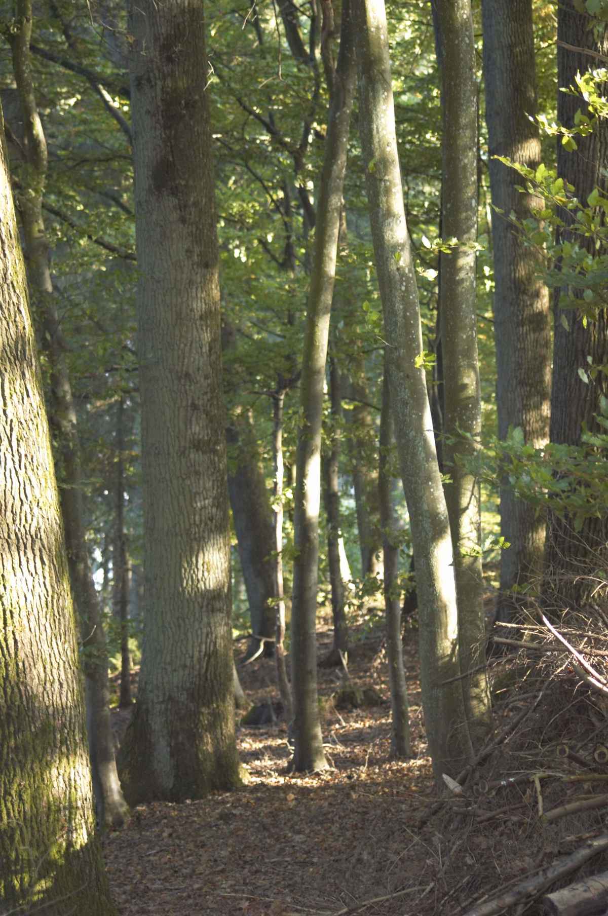 Baumstämme im Herbst