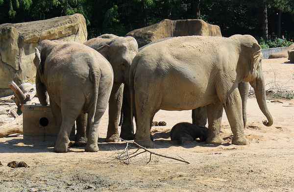 FAMILIENBANDE
