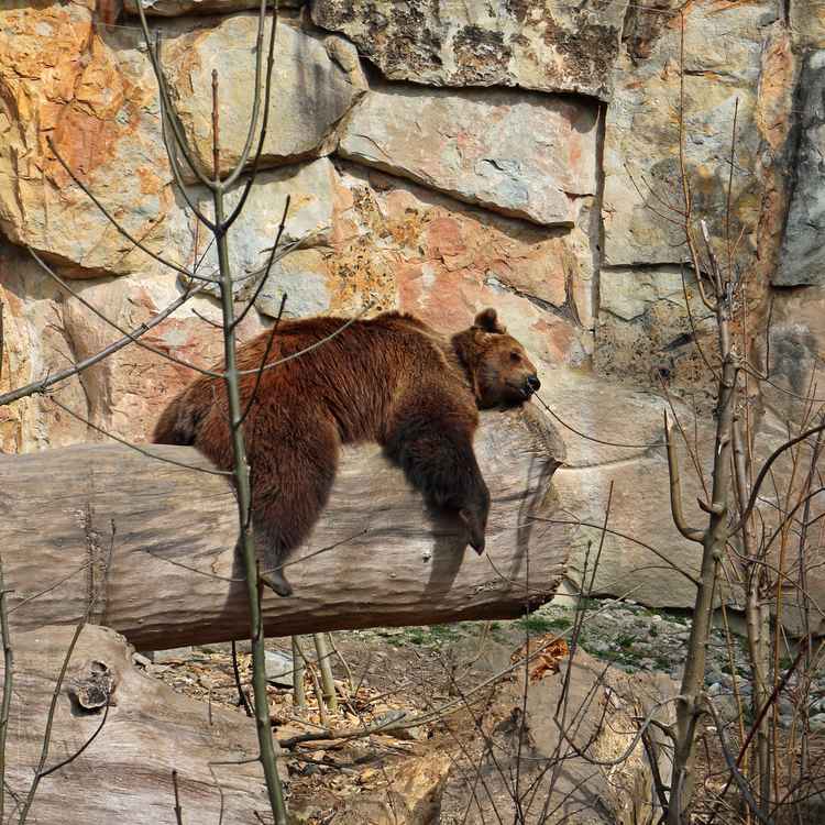 Braunbär oder Faulpelz