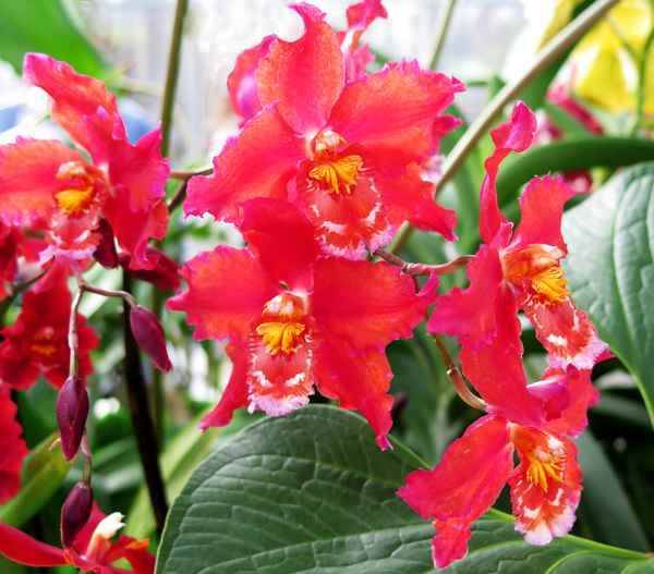 Orchideenschau Bern (4)