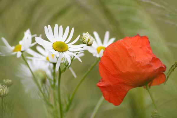 Familie Kamille und Herr Mohn