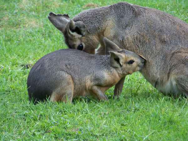 Mara mit Jungtier