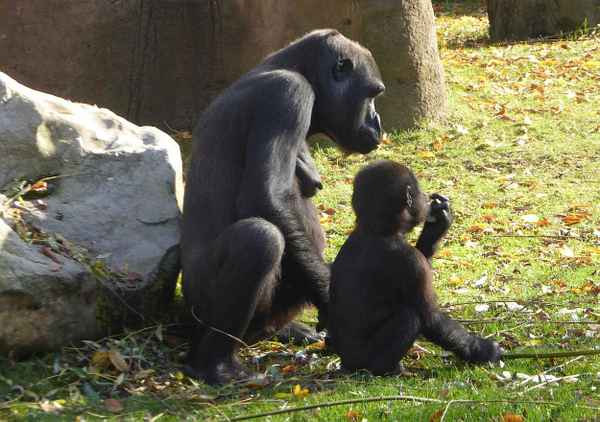 Affenmutter mit Kind