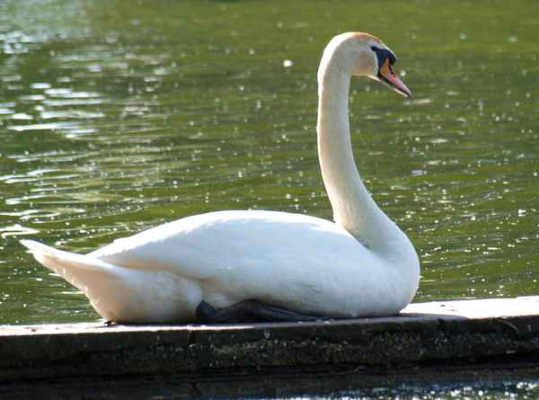 Schwan