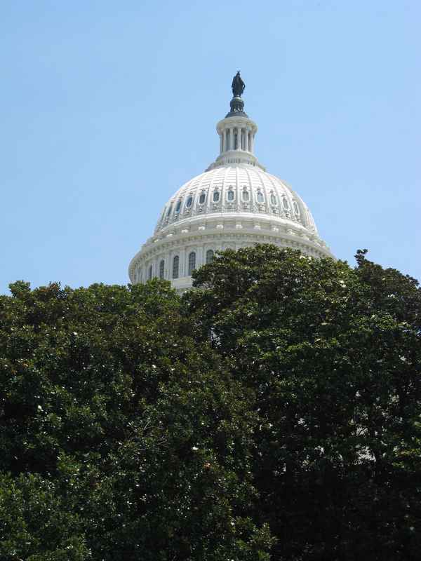 Kuppel des United States Capitol hinter Bäumen