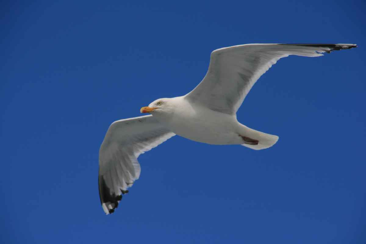 Möwe ( aufgenommen währen einer Boot'stour in Frankreich am Atlantik)
