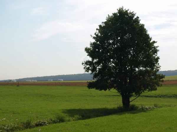 markanter Baum in freier Landschaft