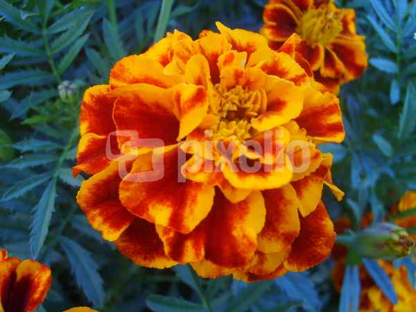 Tagetes