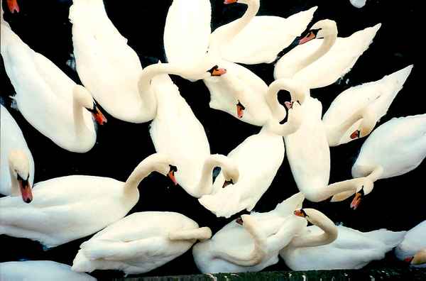 schwäne im Wasser der Donau