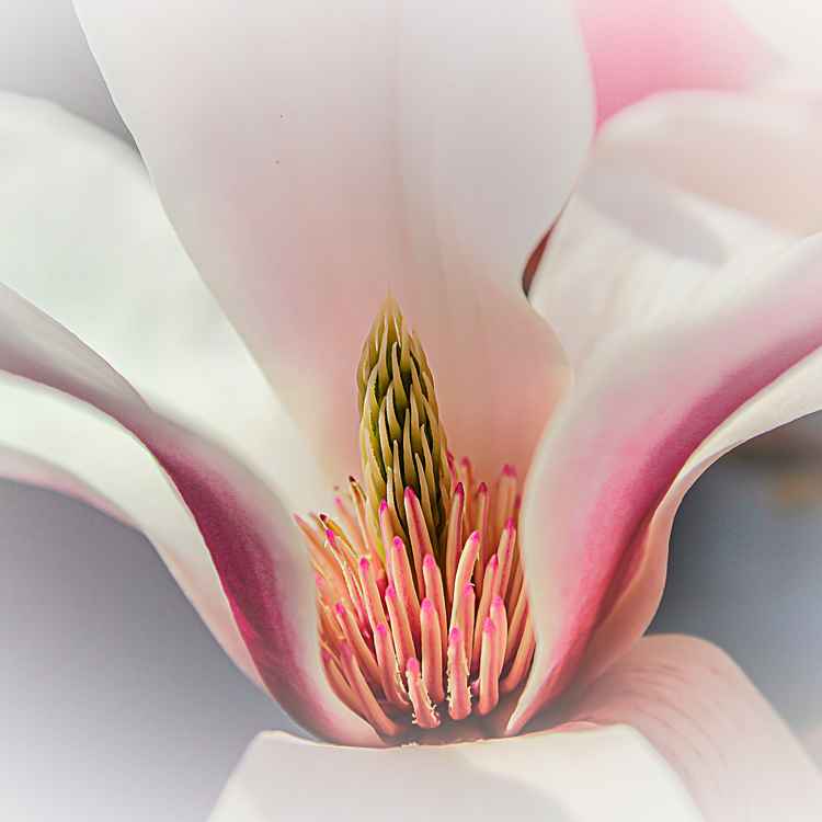 Magnolienblüte