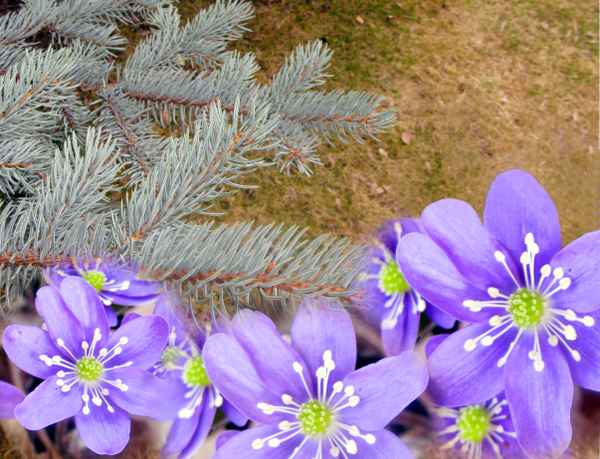 Sie läuten den Frühling ein