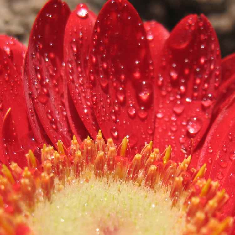 Gerberablüte