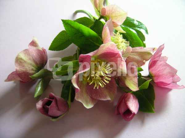 Ein Sträußchen rosa Schneerosen . . .