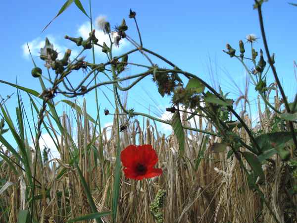 Blick ins Kornfeld