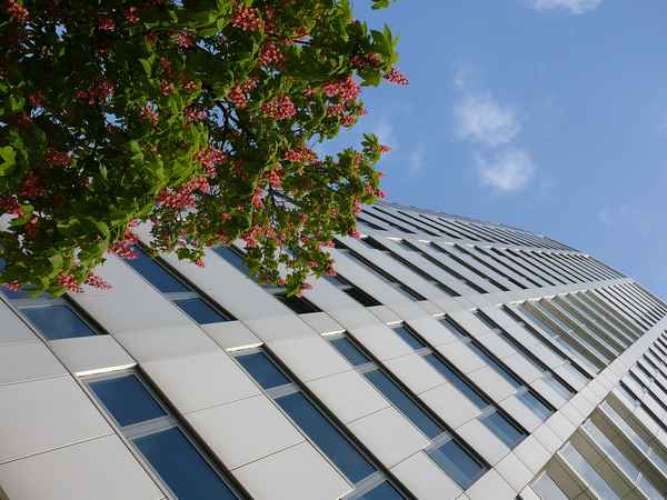 Hochhaus und Kastanien