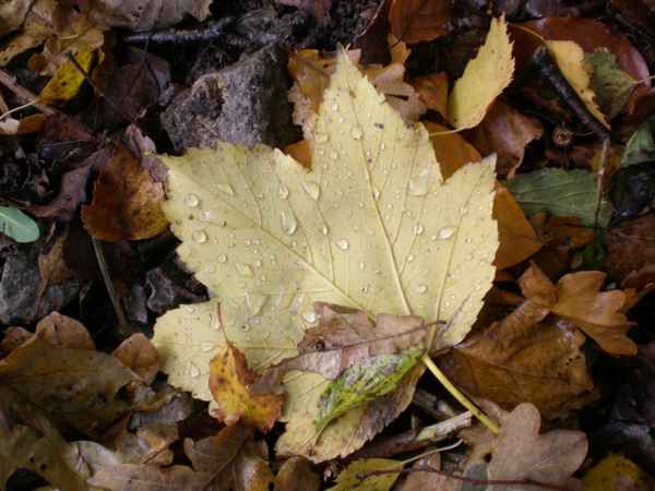 Herbstlaub