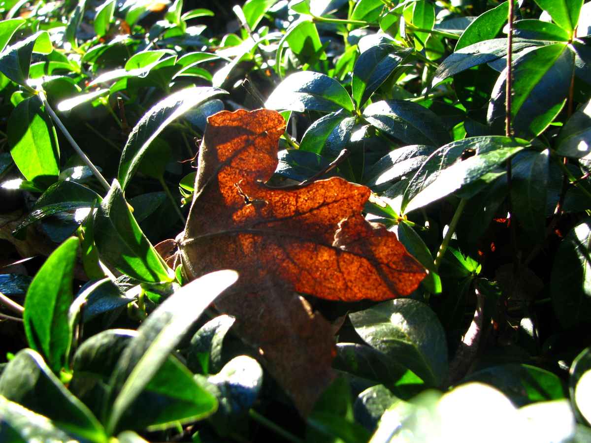 herabgefallenes Blatt