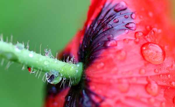 mohn im regen