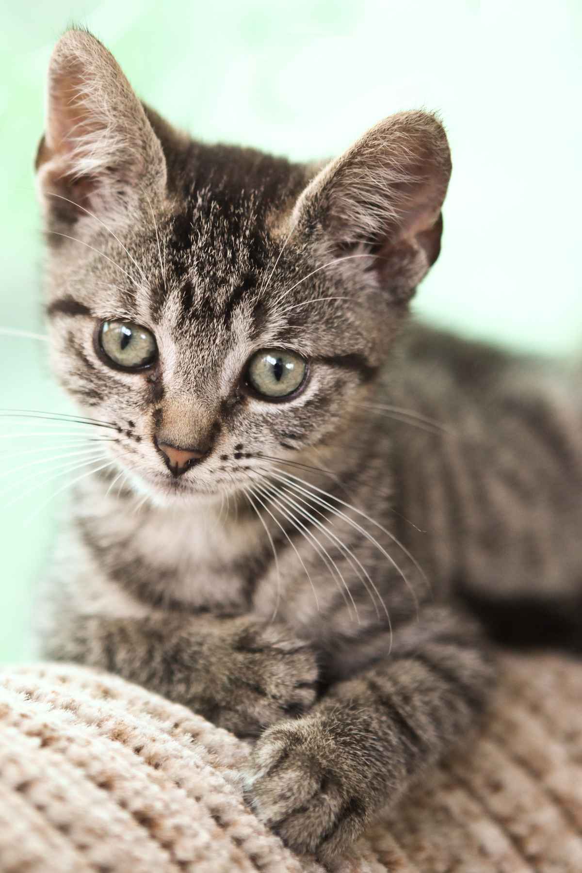 Tigerchen ruht sich aus