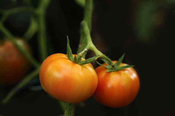 Tomaten