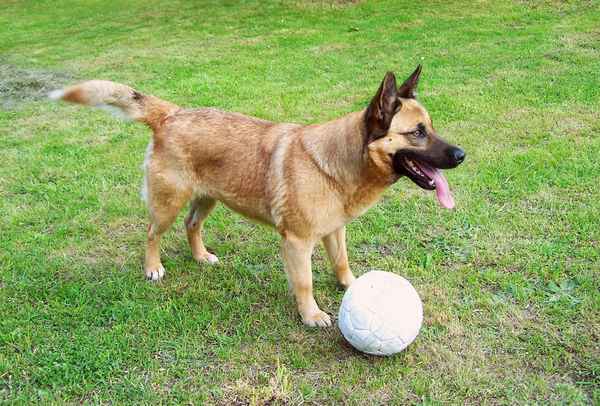 Bonny als Kicker