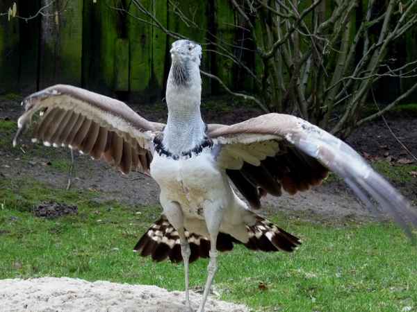 Großer Trappvogel (Balz)
