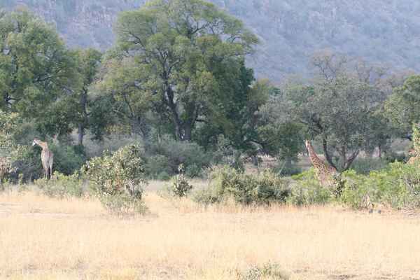 Giraffen mit Landschaft