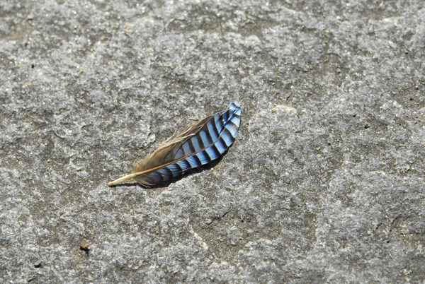 Feder auf Granitplatte