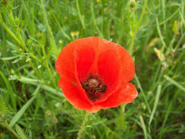 Mohnblume001