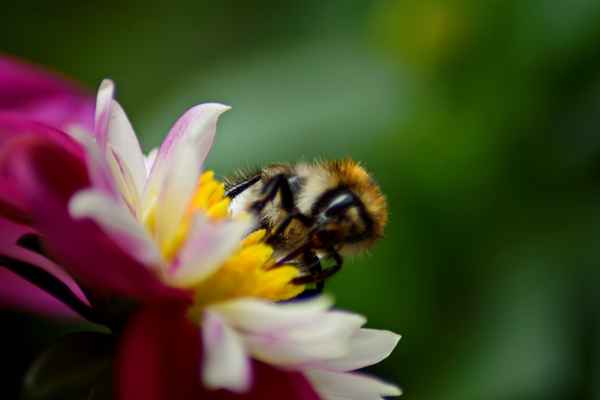 Hummel auf Blume
